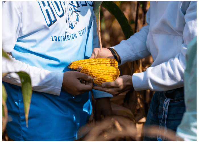 Agriculture students from Lake Region State College standing in a field assessing corn crops.