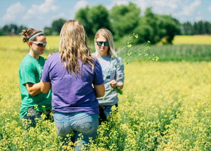 LRSC ag students standing in a canola field.