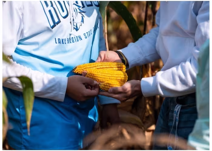Agriculture students from Lake Region State College standing in a field assessing corn crops.